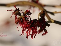 Hamamelis Livia 2015 02 07 3071